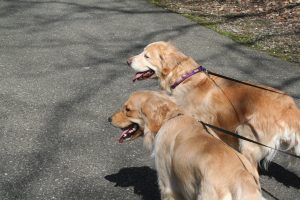 northville dog walker benefits