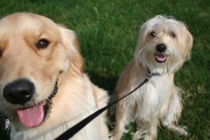 Dog Walking Rates in Northville