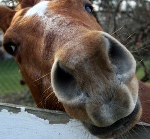 Horse Sitting in Northville 