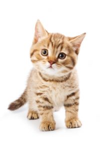 British kitten on white background