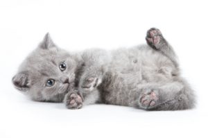 British kitten on white background