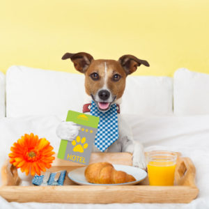 hotel room service wtih dog