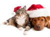 Cat and Dog with Santas Claus hats